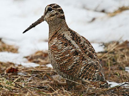 sitarul - 63-Fauna PIatra craiului