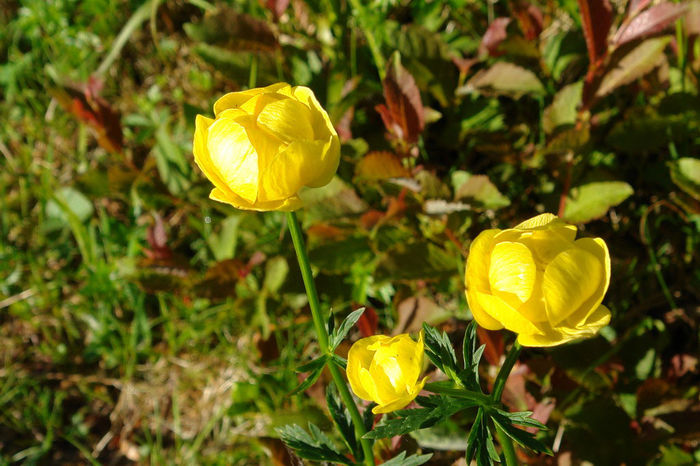 Bulbuci_5 - 60-Flora Piatra Craiului
