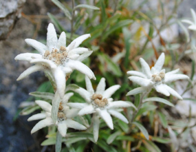 floare-de-colt - 60-Flora Piatra Craiului