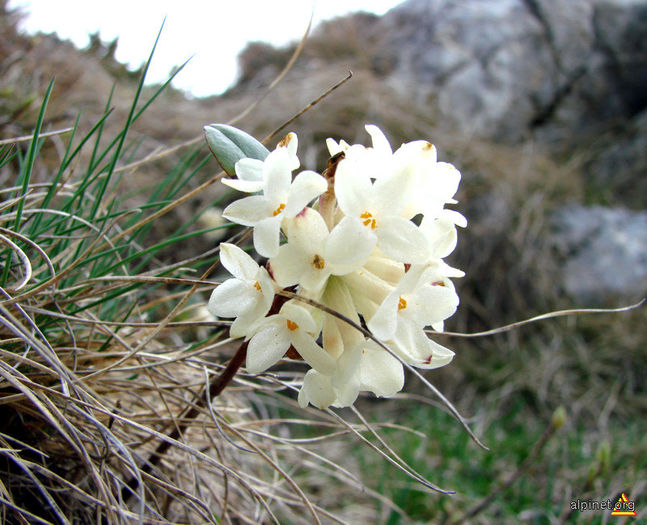 iedera alba - 60-Flora Piatra Craiului