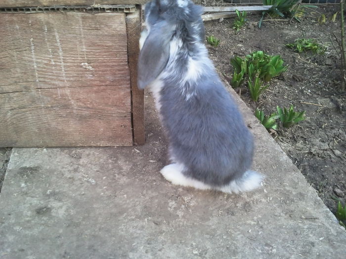 VANDUTA florin1381 - BERBEC GERMAN ARHIVA