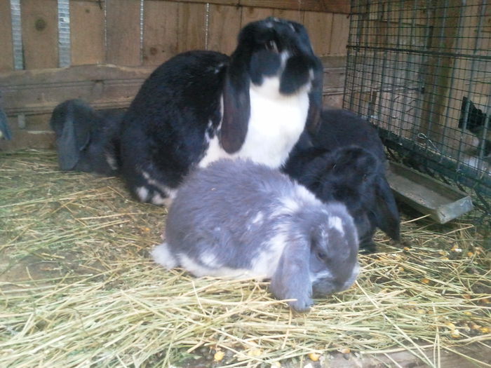 ZUZA cu puii - martie 2013 - BERBEC GERMAN ARHIVA