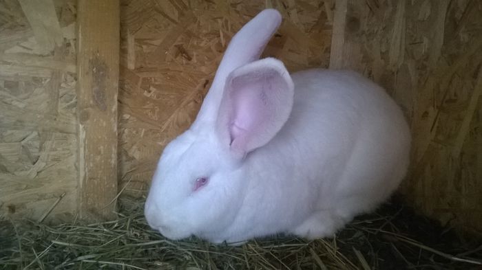 WP_20150118_051 - MASC UG 1 DE VANZARE