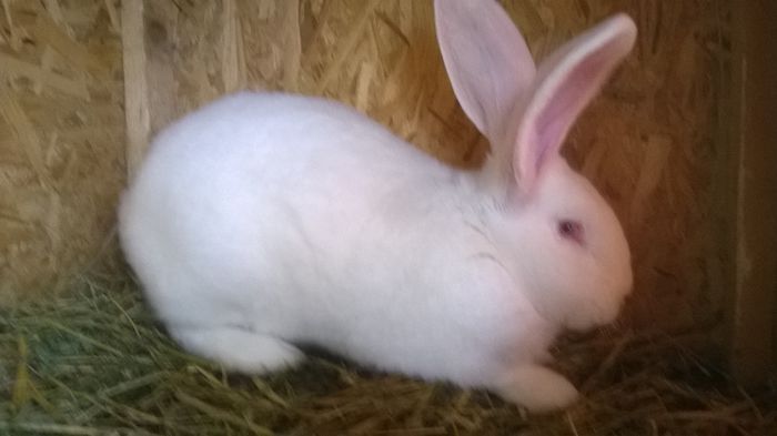 WP_20150118_053 - MASC UG 1 DE VANZARE