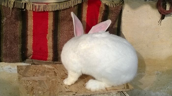 WP_20150118_057 - MASC UG 1 DE VANZARE