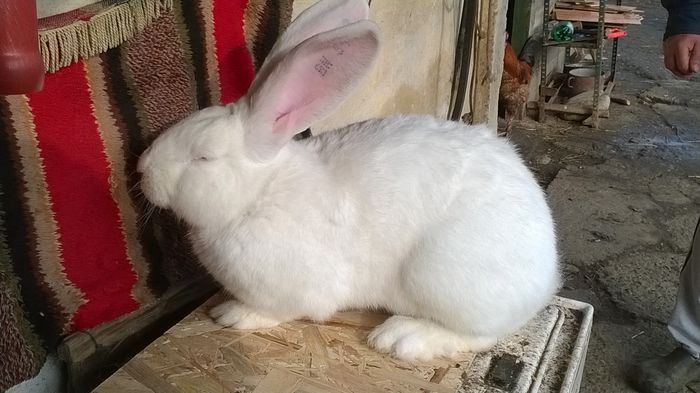 WP_20150118_059 - MASC UG 1 DE VANZARE