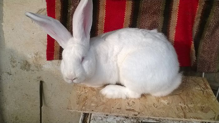 WP_20150118_060 - MASC UG 1 DE VANZARE