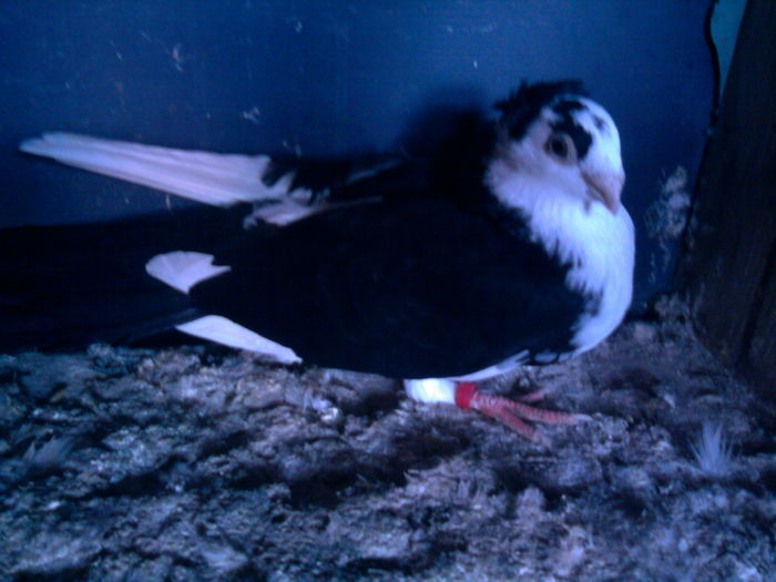 Achizitie Mizil 80 Lei