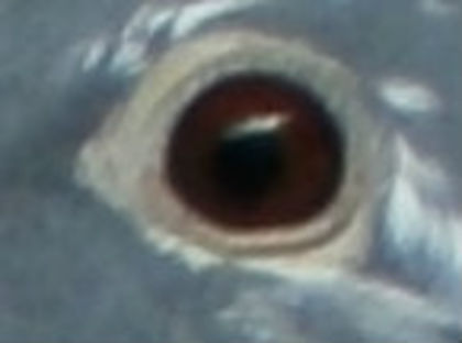 021-baltatu - 2015-Lot Zbor