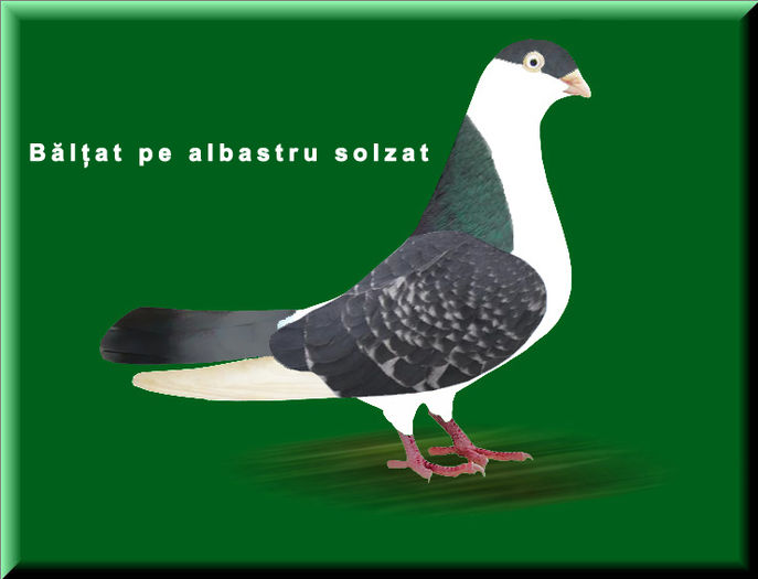 baltat pe albastru solzat - Ilustratii color