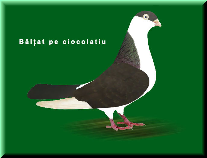 baltat pe ciocolatiu - Ilustratii color