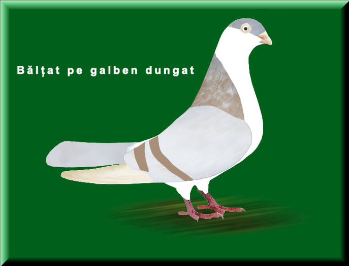 baltat pe galben dungat - Ilustratii color