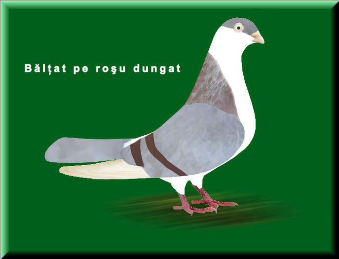 baltat pe rosu dungat - Ilustratii color