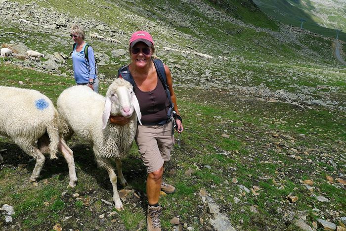 Turista cu oita Bergschaf - Rase de oi si capre-Poze deosebite-5