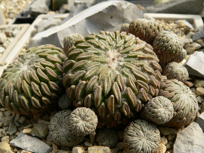 pelecyphora_asseliformis_planta(2)