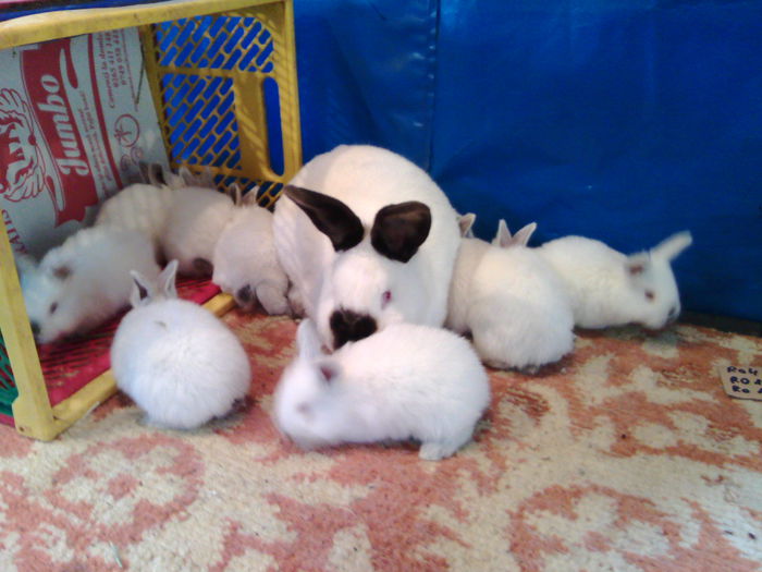 IMG_20150118_130617 - CUIBURI 2015