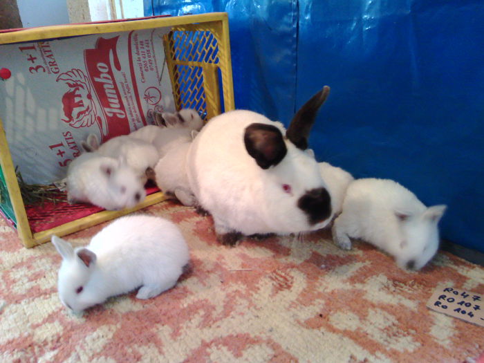 IMG_20150118_130624 - CUIBURI 2015