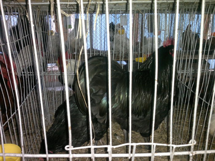 002 - 3-gaini-AustralOrp