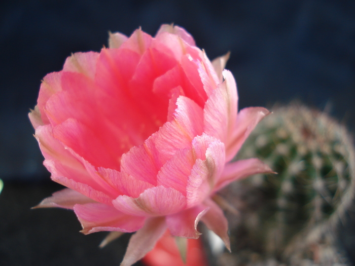 DSC06625 - Cactusi