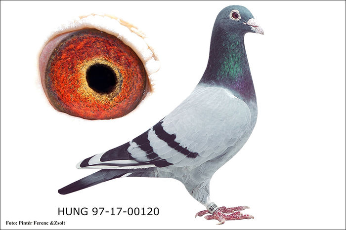 tata masculului; 5 maratoane clasate ( 4 maratoane peste 1000 km)
