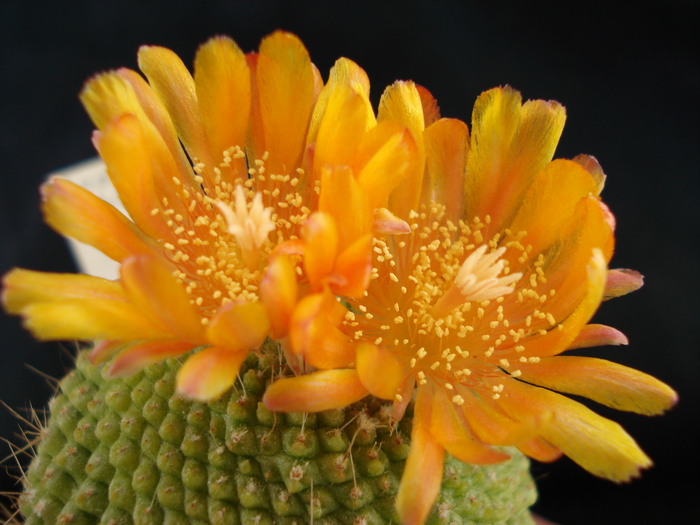 DSC06988 - Cactusi