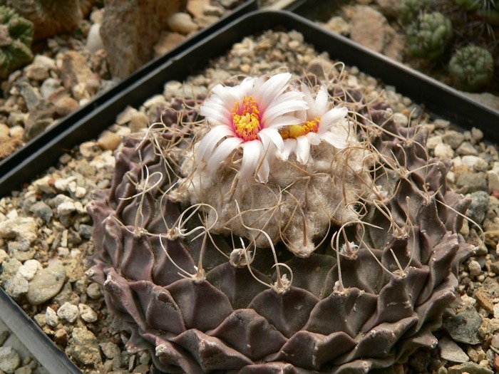 obregonia_denegri - genuri monotip