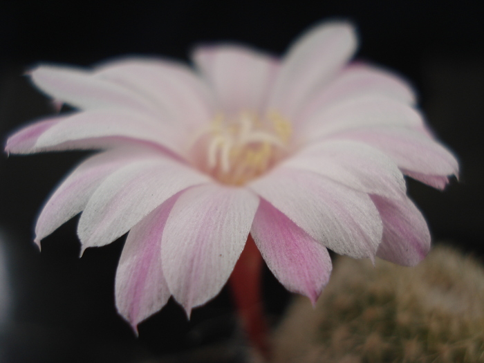 DSC07170 - Cactusi