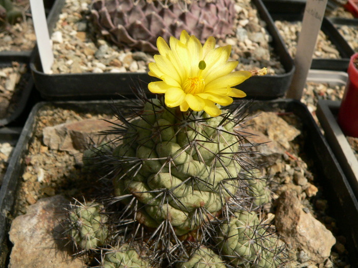 ortegocactus_macdougalii - genuri monotip