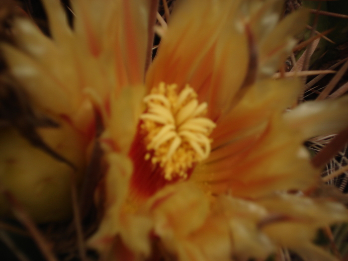 videok 272 - Cactusi