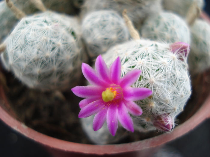 DSC06591 - Cactusi