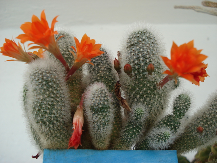 DSC06561 - Cactusi