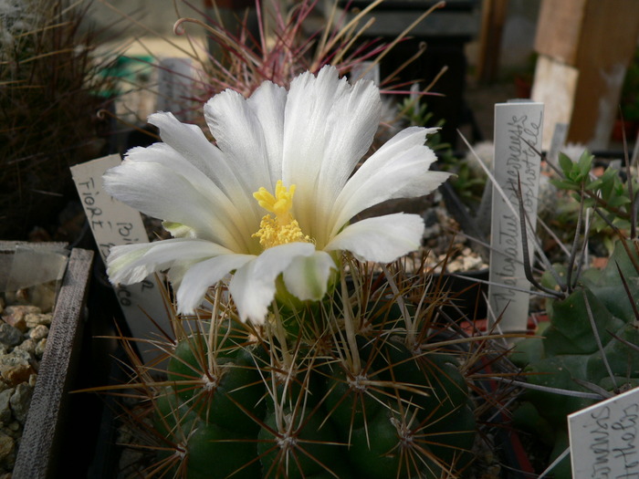 thelocactus_bicolor_fl.alba