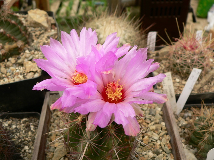 thelocactus_bicolor_v.tricolor - genul Thelocactus