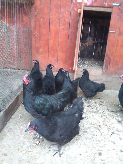 IMG_20150109_115327 - 4 Australorp