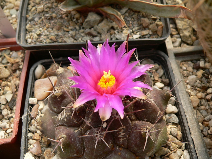 thelocactus_bueckii - genul Thelocactus