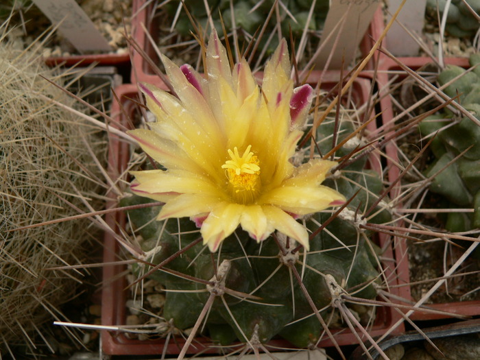 thelocactus_conothelos_ssp.flavus_HK 362_1 - genul Thelocactus