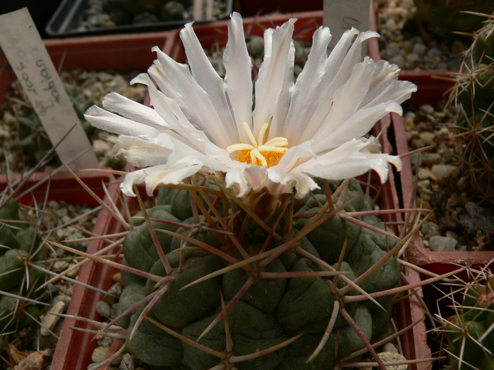 thelocactus_haexedrophorus