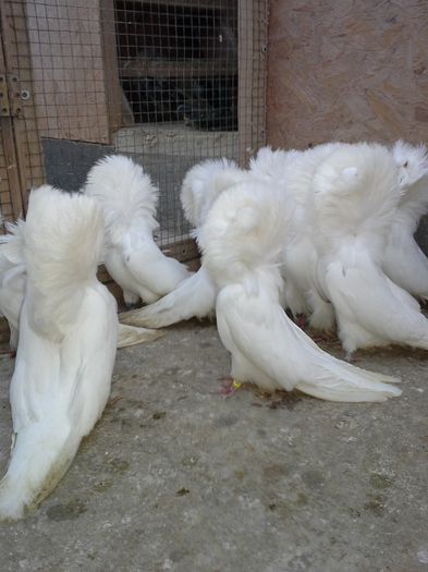 gulerati albi 18 ian15 010