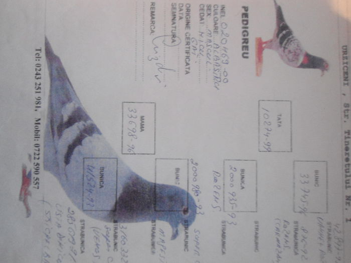 TATAL MASCULULUI-NICU BIZDRI