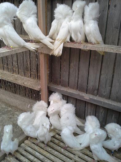 gulerati albi 18 ian15 004