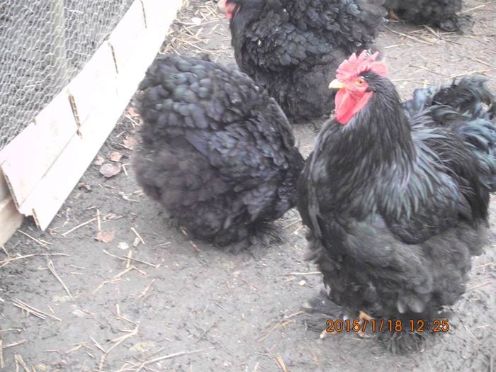 10385551_1592106287689837_7257621519475998897_n