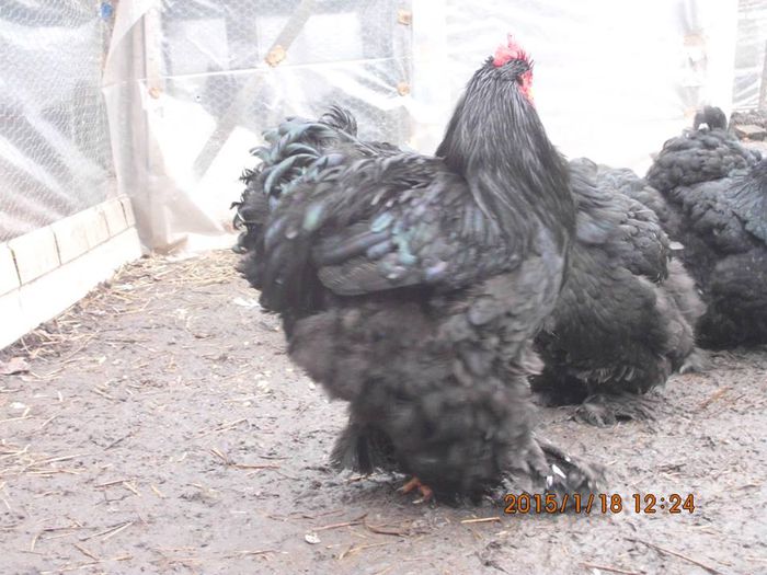 10419603_1592106267689839_1317938470075258040_n