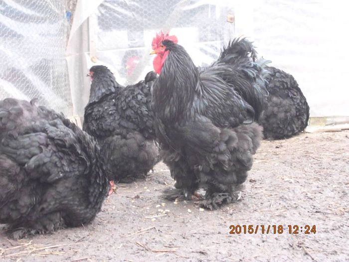 10425882_1592106281023171_8086334158489421127_n