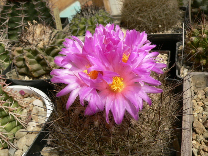 thelocactus_argenteus