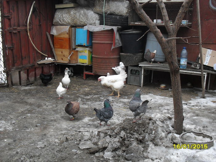 SDC13637 - pasari si porumbei ce detin in prezent