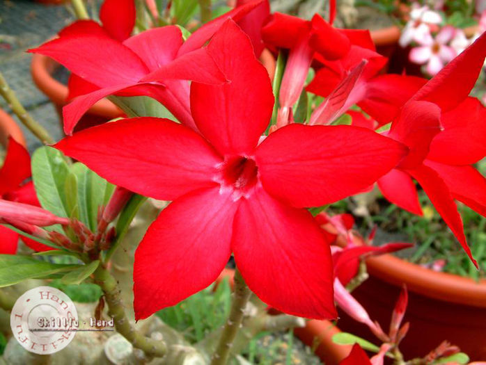 prominent - ADENIUM cum vor arata