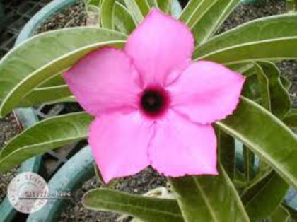 super purple heart - ADENIUM cum vor arata