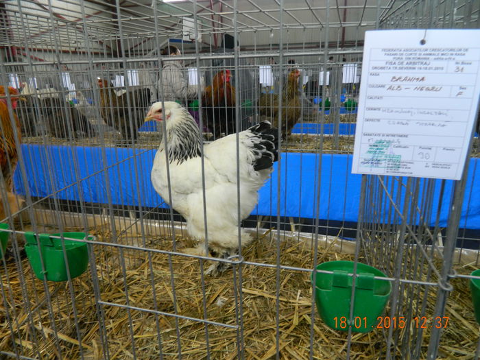 DSCN8099 - Expo Fauna Mehedinteana - Editia a IV-a