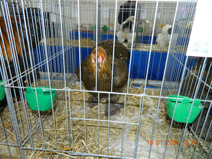 DSCN8118 - Expo Fauna Mehedinteana - Editia a IV-a