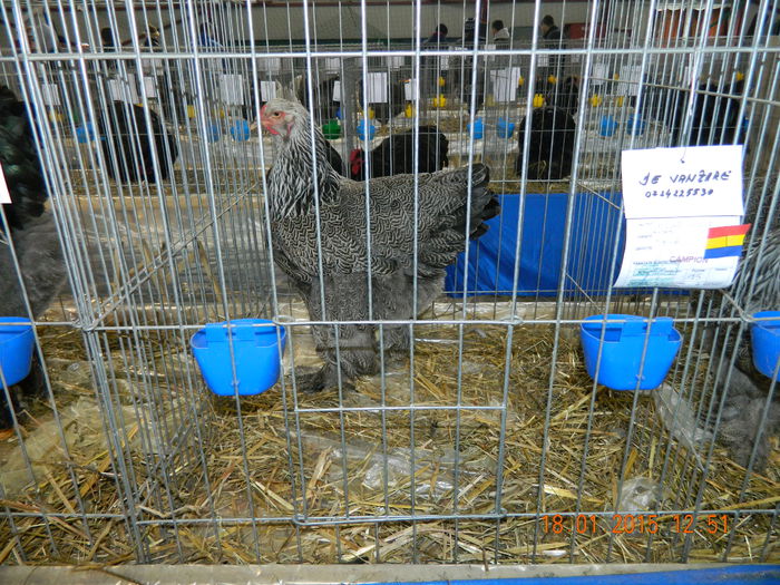 DSCN8151 - Expo Fauna Mehedinteana - Editia a IV-a